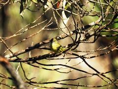 Phylloscartes ventralis