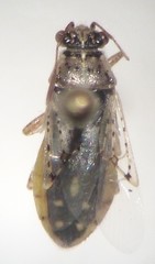 Brachycarenus tigrinus