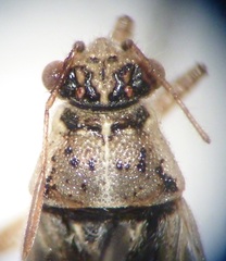 Brachycarenus tigrinus