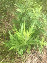 Artemisia vulgaris