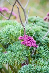 Lomatium columbianum