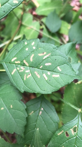 Trumpet Creeper Leafminer photo 5
