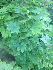 Acer platanoides