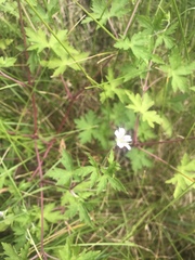 Geranium sibiricum