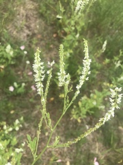 Melilotus albus