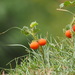 Solanum capsicoides - Photo (c) 葉子, algunos derechos reservados (CC BY-NC), uploaded by 葉子