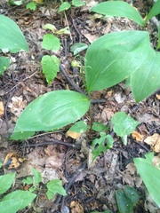 Convallaria majalis