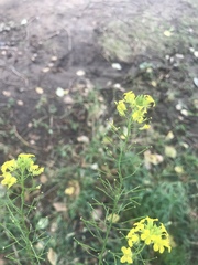 Sisymbrium loeselii