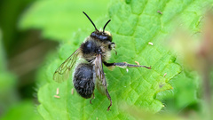 Anthophora furcata