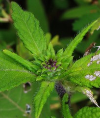 Phyllocephalum scabridum