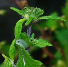 Phyllocephalum scabridum