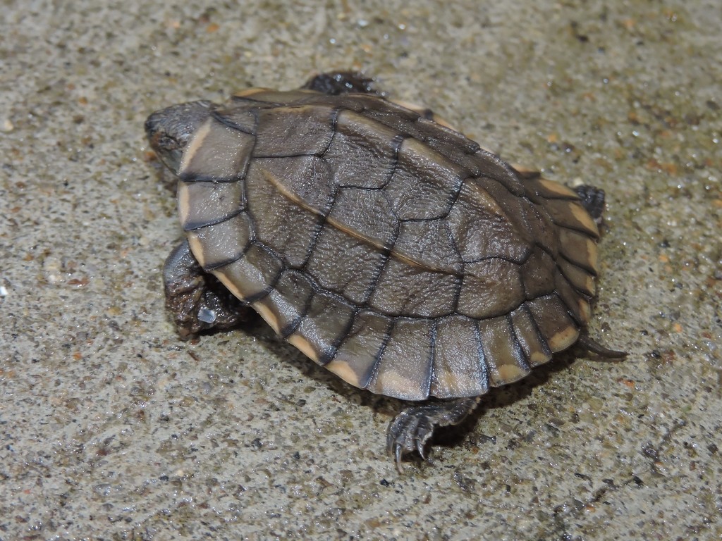 Indian Black Turtle in July 2020 by N. Mahathi · iNaturalist