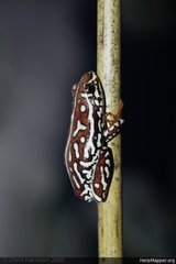 Hyperolius parallelus