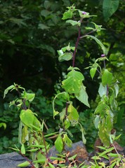 Phyllocephalum scabridum