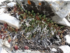 Sedum niveum