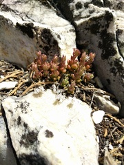 Sedum niveum