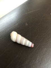 Turritella