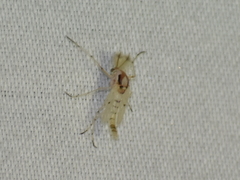 Coelotanypus concinnus
