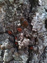 Pyrrhocoris apterus