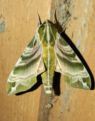 Image of Darapsa versicolor