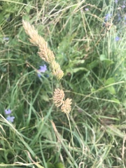 Dactylis glomerata