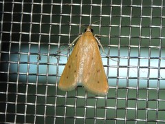 Achyra nudalis