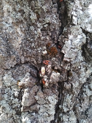 Pyrrhocoris apterus