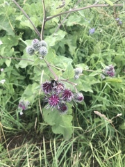 Arctium tomentosum