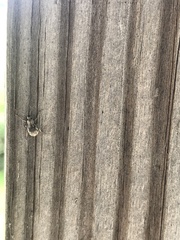 Calomycterus setarius