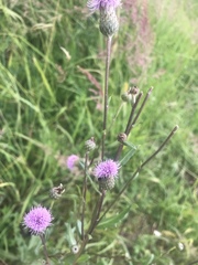 Cirsium arvense