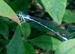 Enallagma exsulans