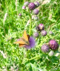 Thymelicus sylvestris