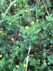 Medicago lupulina