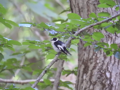 Ficedula albicollis