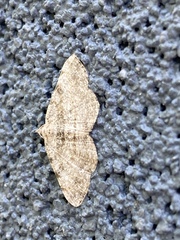 Digrammia gnophosaria