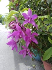 Collabieae