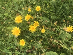 Scorzoneroides autumnalis