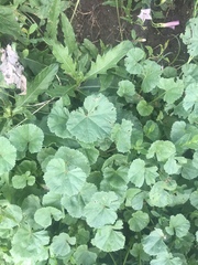 Malva pusilla