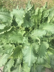 Rumex confertus