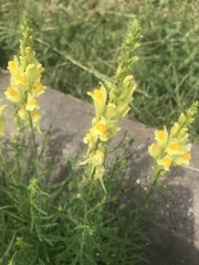 Linaria vulgaris