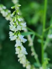Melilotus albus