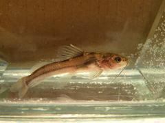 Pimelodella laticeps