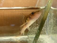 Pimelodella laticeps