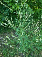 Melilotus albus