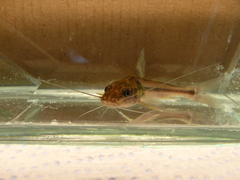 Pimelodella laticeps