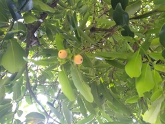 Diospyros malabarica