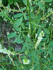 Melilotus albus