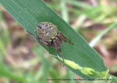 Araneus granadensis