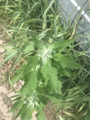 Chenopodium album
