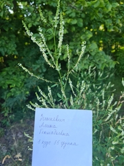 Melilotus albus
